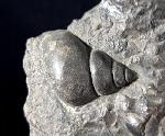 Tylotrochus subimbricata (ORBIGNY 1850) - Bild © FossNet FossilienStore